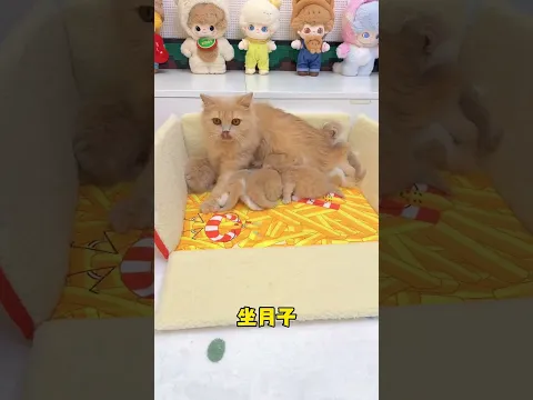 这么多小孩 猫妈妈到底靠什么分清楚它们的呀 #小奶猫 #万物可爱计划 #萌主请就位 #百大萌主演技大赏
