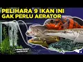 Lagu PELIHARA 9 IKAN HIAS PREDATOR INI NGGAK PAKAI AERATOR