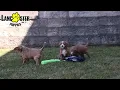 Lively Cavapoo Puppies