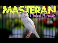 Download Lagu AUTO DILIRIK JURI GANTANGAN - MASTERAN KENARI ISIAN CIBLEK PRENJAK GLATIK WATU GACOR