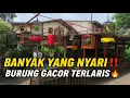 Download Lagu BANYAK YANG NYARI‼️ BURUNG GACORAN TERLARIS ADA DI JAKARTA SELATAN