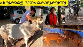  native cow farm naadan pashu valarthal