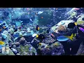 Download Lagu 3 HOURS of Beautiful Coral Reef Fish, Relaxing Ocean Fish, Aquarium Fish Tank \u0026 Relax Music 1080p HD