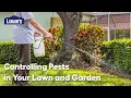 Controlling Pests in Your Lawn Garden Guide