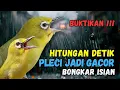 Pleci Bongkar Isian Pancingan Ampuh Bikin Pleci Cepat Gacor