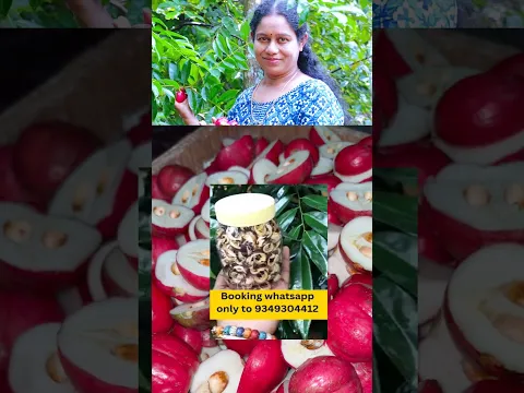 മക്കോട്ട ദേവ അത്ഭുത ഫലത്തിന്റെ ഗുണങ്ങളും ഉപയോഗങ്ങളും Mahkota Dewa Fruit Benefits