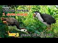 Download Lagu SUARA PIKAT BURUNG RUAK RUAK AMPUH VERSI TERBARU 2025