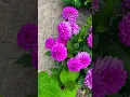 Download Lagu Ini kembang bunga dahlia ku ditaman yg warna ungu#bungadahliaungu