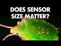 Is Full Frame beter dan MFT bij macrofotografie? (Zomervragen en -antwoorden!)