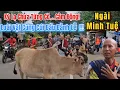 Download Lagu Chuyện Có Thật: Chó Và Bò Đi Theo Ngài Minh Tuệ Như Hộ Pháp Giữa Phố Đông