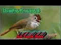 Download Lagu Burung ASI TOPIK SISIK nembak rapat dan ngentrok....