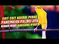 Lagu PANCINGAN KENARI GACOR Cuit CUIT BIRAHI UNTUK TERAPI \u0026 MASTERAN Kenari PAUD AGAR BUNYI DAN NGEROL
