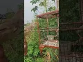 Download Lagu pikat prenjak sawah dapat matap