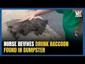 Download Lagu Kentucky Nurse Revives Drunk Raccoon With CPR Download Lagu Kentucky Nurse Revives Drunk Raccoon With CPR