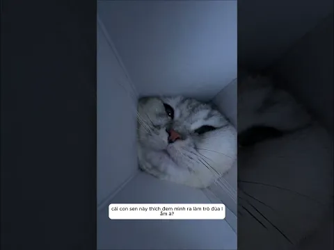 chú mèo đang yêu lấy thức ăn