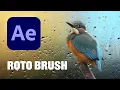 After Effects Using the Roto Brush and Refine Edge Tool