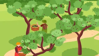 اصل وفوائد شجرة الزيتون المباركة إشراف أستاذ عبد المجيد أحمد الحسنات  اصل وفوائد شجرة الزيتون المباركة إشراف أستاذ عبد المجيد أحمد الحسنات