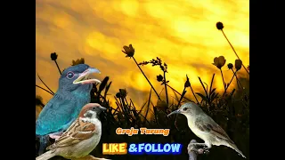 masteran tengkek buto sambung greja tarung jeda 30 detik korlap betina