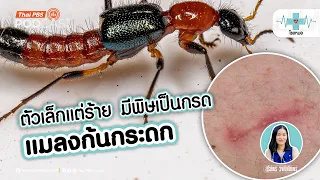 ทำไมแมลงก้นกระดกถึงมาใกล้ชิดคนมากขึ้นในช่วงหลัง