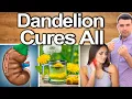 Download Lagu DANDELION EVERY DAY! - Best Ways To Take, Uses, Side Effects And Contraindications