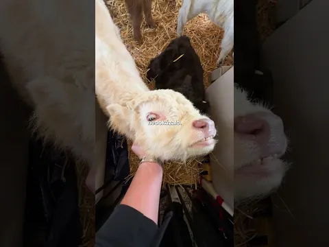 Krávy v Tryskáči 🐮💀