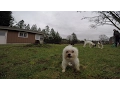 Panda Paws Rescue Episode 1 - Puppy Mill Mission