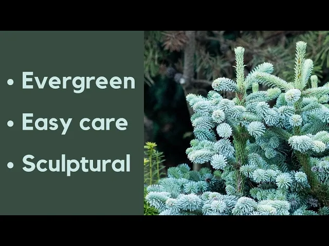 Download MP3 How conifers can transform your garden
