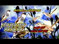Download Lagu suara pikat burung ciblek sawah, suara ciblek betina merengek ampuh untuk pikat burung ciblek