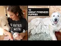 10 Great Pyrenees Puppies - Birth 3 Days Old