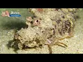 Download Lagu Spiny Devilfish (Inimicus didactylus) in the current