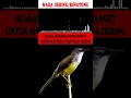 MASTERAN BURUNG SUARA KICAUAN CIBLEK GUNUNG GACOR NEMBAK ROLL KASARAN NADA DERING|RINGTONE PART-6