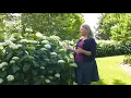 Which Smooth Hydrangea is Right For You Part One Full-sized Hydrangeas