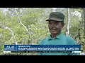 Download Lagu Hutan Mangrove Mentawir Objek Wisata Alam IKN