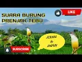 Mp3 Suara burung ciblek Tebu