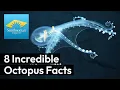 8 Mind-Boggling Facts About the Octopus