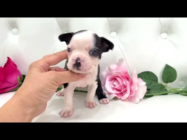 動画