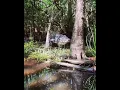 Listen to the sounds of this alligator ππ―