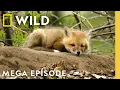 Download Lagu America the Beautiful: Landscape of Spectacle | MEGA EPISODE | Nat Geo Animals