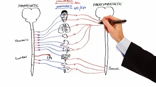 pharmacology autonomic nervous system made easy 