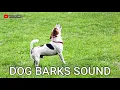 Lagu DOG BARKS SOUND suara anjing menggonggong