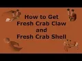 How to Get Fresh Crab Claw and Fresh Crab Shell in OSRS
