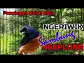 Download Lagu SUARA MURAI NGERIWIK SAMBUNG NGEPLONG, Pasti Ampuh Mancing Murai Gacor