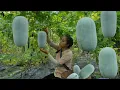 Download Lagu Relentless Efforts — Ly Thi Di Harvests Squash in the Rain and Storm” 
