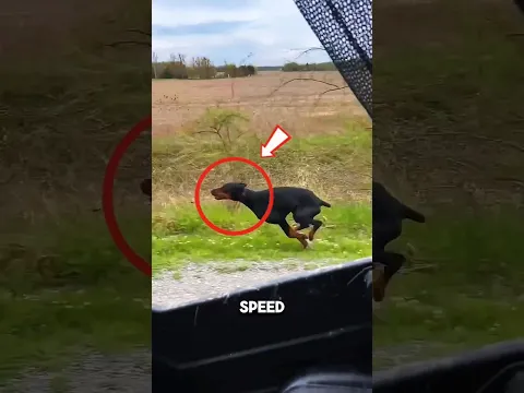This 45 MPH dog will beat humans in the blink of an eye! 😱🔥~#shorts #usa
