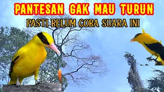 suara pikat kepodang ribut ampuh mengatasi kepodang susah turun