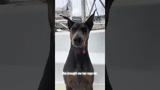 #fyp #doberman #sailing #pets #dream #vlog #life