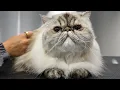 Download Lagu Grumpy Cat Gets a Bath...And You Won't Believe Her Reaction 🤨