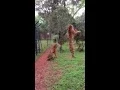 Download Lagu Tiger jumps to catch meat, filmed in slow-motion #animals #tigers #slowmotion #rescue