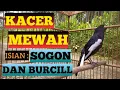 Download Lagu KACER MEWAH ISIAN SOGON \u0026 BURCILL #kacer#kacergacor#kacermania#kacerbongkarisian#kacermaniaindonesia