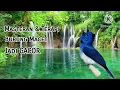 Download Lagu Terapi Suara Air Kombinasi Burung Kehicap Ranting Bikin Burung Macet Jadi Gacor Kembali